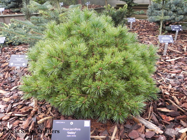 Pinus parviflora 'Debbie'